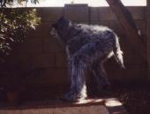1997 Grey Wolf Costume - Stalking