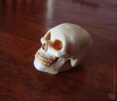Small skull painted to resemble bone